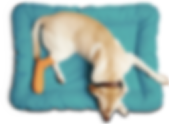 //www.cliniqueveterinairedugolfe.fr/wp-content/uploads/2016/11/dog-sleep.png
