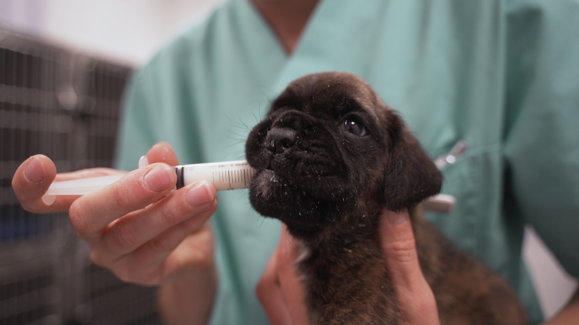 Clinique Vétérinaire du Golfe – Notre priorité : la santé de vos animaux de compagnie